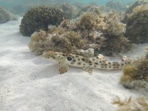 Epaulette shark in reef photo copyright M. Heupel taken at  and featuring the  class