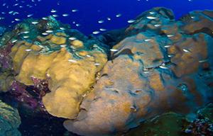 Orbicella faveolatta photo copyright NOAA Fisheries taken at  and featuring the  class