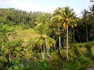 Rice Terraces - 2014 World ARC, Leg 9 photo copyright World Cruising Club http://www.worldcruising.com taken at  and featuring the  class
