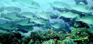 Bumphead parrotfish become a threat to living corals when overfishing reduces the shark population.  - Scientists challenge theory on protection of threatened species photo copyright Jenny Huang taken at  and featuring the  class