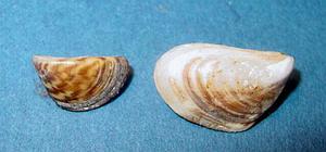 Left - Zebra mussel, Right - Quagga mussel photo copyright U.S. Geological Survey taken at  and featuring the  class