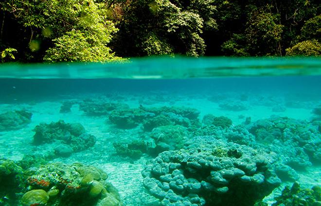 Coral reefs need to grow just below the sea surface so that the corals’ symbiotic photosynthetic algae can absorb sunlight. If they are submerged too deep, the ecosystem wastes away without solar energy to make food. In a healthy ecosystem, this delicate balance is achieved by a constant and often overlooked tug-of-war. As corals build their skeletons up toward the sea surface, other organisms—mollusks, worms, and sponges—bore into and erode the skeletons to create shelters. © Tom DeCarlo, WHOI