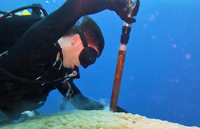 To study a coral, Tom DeCarlo uses an underwater drill to extract a thin core of its skeleton. The drill hole is sealed with cement so that the coral can continue to grow. In a bout a year, the coral will have grown completely over the hole, leaving no trace of our sampling. © Anne Cohen, WHOI
