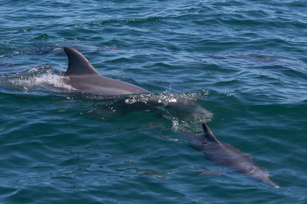 Earlier on it was the sea lion, and today’s marine life comes in the form of dolphins. - 2015 Etchells Australian Championship © Kylie Wilson Positive Image - copyright http://www.positiveimage.com.au/etchells