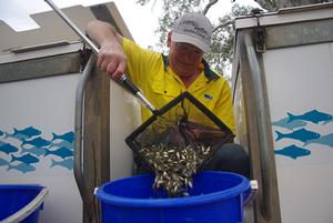 Paul Petraitis liberates fish photo copyright Simone Dalton taken at  and featuring the  class