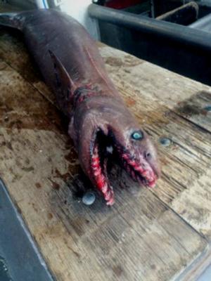 The frilled shark is believed to be responsible for some of the ancient myths surrounding sea monsters - Rare and terrifying frilled shark catch in Victorian waters photo copyright SEFTIA taken at  and featuring the  class