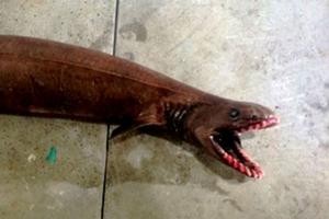 The frilled shark is one of two remaining species of an ancient aquatic family which dates back 80 million years - Rare and terrifying frilled shark catch in Victorian waters photo copyright SEFTIA taken at  and featuring the  class