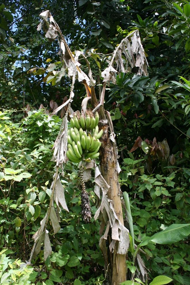 Dominica - Dominica By Elizabeth A. Kerr © Elizabeth A Kerr