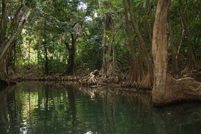 Hop into one of the colourful wooden rowboats outside Cobra’s head office in Portsmouth and let your guide take you along the swampy river banks showcasing Dominica’s flora and fauna under a canopy of bloodworth trees and their interesting gnarly roots. - Dominica By Elizabeth A. Kerr © Elizabeth A Kerr