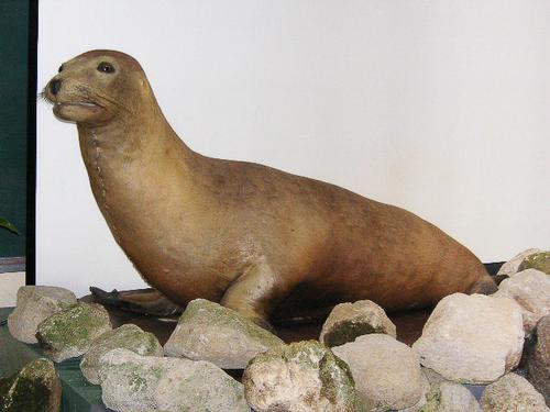 Large numbers of Japanese sea lions were hunted in the 1900s, and the animal was last seen in the 1970s. It is one of 15 marine species considered to have gone extinct in the past 500 years. © ja:Nkensei/ Wikimiedia Commons