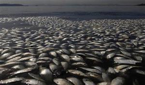 Dead fish and trash float in the polluted Guanabara Bay in Rio de Janeiro, Brazil, Wednesday, Feb. 25, 2015. Rio de Janeiro’s state environmental agency is trying to determine why thousands of dead fish have been found floating where next year’s Olympic sailing events are to be held. photo copyright Leo Correa taken at  and featuring the  class