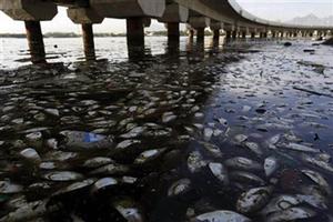 Dead fish and trash float in the polluted Guanabara Bay in Rio de Janeiro, Brazil, Wednesday, Feb. 25, 2015. Rio de Janeiro’s state environmental agency is trying to determine why thousands of dead fish have been found floating where next year’s Olympic sailing events are to be held. photo copyright Leo Correa taken at  and featuring the  class