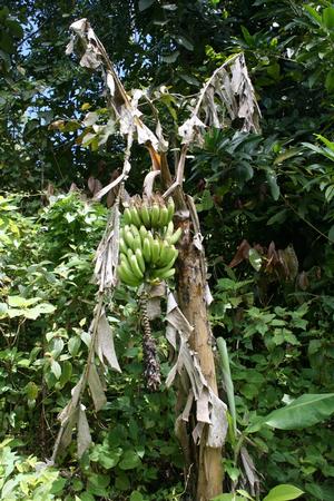 Dominica - Dominica By Elizabeth A. Kerr photo copyright Elizabeth A Kerr taken at  and featuring the  class