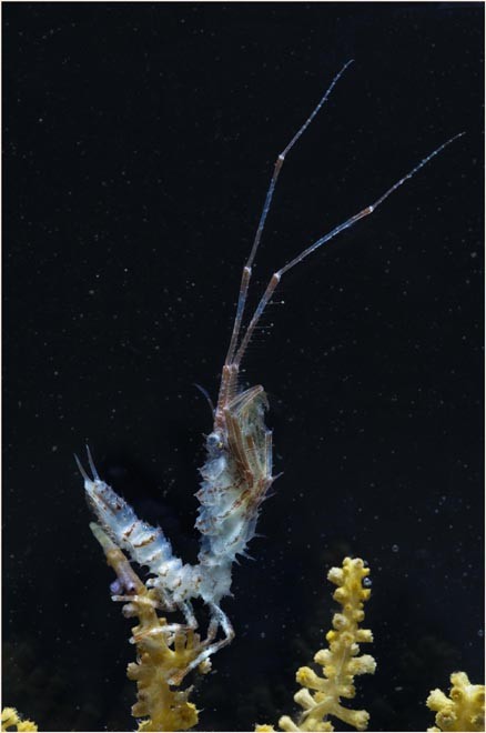 Isopod Crustacean, Antarcturus sp. - This group of animals (which woodlice on land belong to) are very rich in the Southern Ocean, particularly in deeper water. Antarcturus tend to hang off seaweed, sponges or (as here) sea fans to catch tiny plankton in the water. © British Antarctic Survey http://www.antarctica.ac.uk