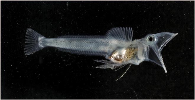Young Icefish, Chaenocephalus aceratus - These fish are highly adapted to life in cold water with anti-freeze, but no red blood cells, in their blood.  © British Antarctic Survey http://www.antarctica.ac.uk