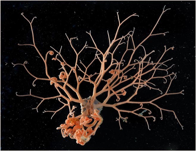 Basket Star, Gorganocephalus sp. - This beautiful brittle star was filmed expanding its curly, branching arms out over about a minute. It was found with its arms intertwined with an octocoral. Posed here, it is able to filter feed on food floating by in the water above the seabed © British Antarctic Survey http://www.antarctica.ac.uk