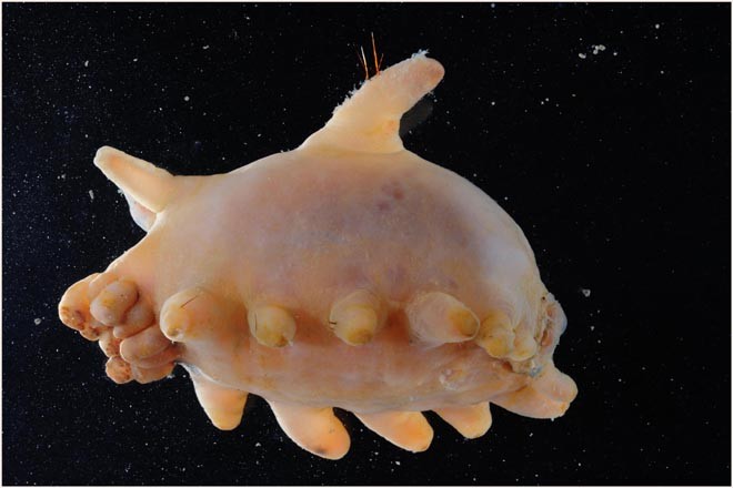 Sea Pig (sea cucumber or Holothuroid). - This was one of the most common and abundant animals in our catches. Sea cucumbers are important in processing the sediment (like earthworms on land) but their numbers worldwide have been threatened by recent fisheries.  © British Antarctic Survey http://www.antarctica.ac.uk