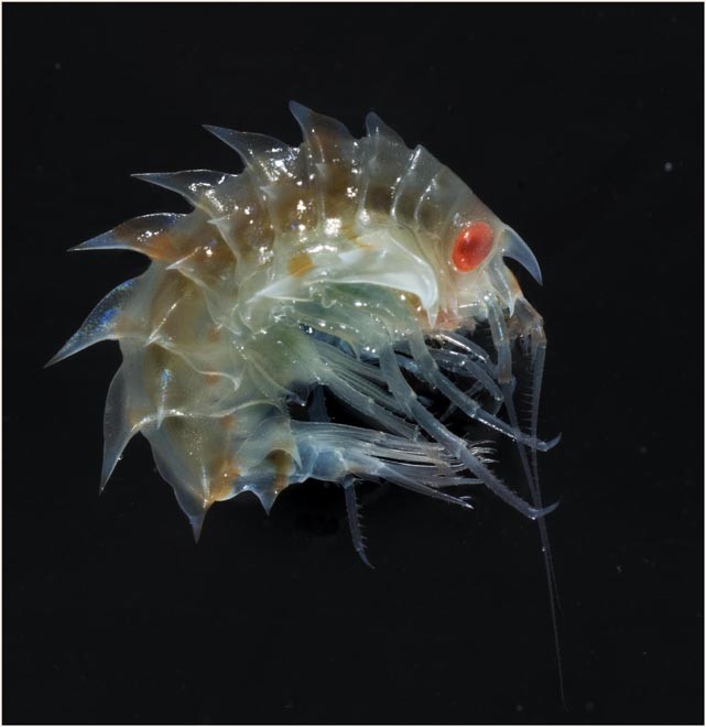 Amphipod (sand hopper). - Gigantism (due to high oxygen levels in polar waters) was first demonstrated in amphipods and they are an important group that often take the role of animals such as crabs (which are virtually absent in Antarctica).  © British Antarctic Survey http://www.antarctica.ac.uk