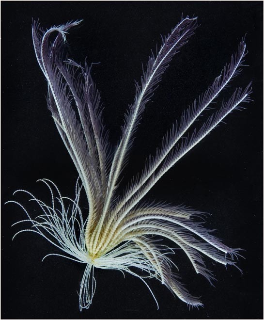 Feather Star, Promachocrinus sp. - They are very mobile as both adults and larvae, eat phytoplankton (marine algae) and as such may track the changing patterns of marine algae [sea ice retreat and marine algae distribution are two of the strongest impacts of climate change measured in the region to date]. © British Antarctic Survey http://www.antarctica.ac.uk
