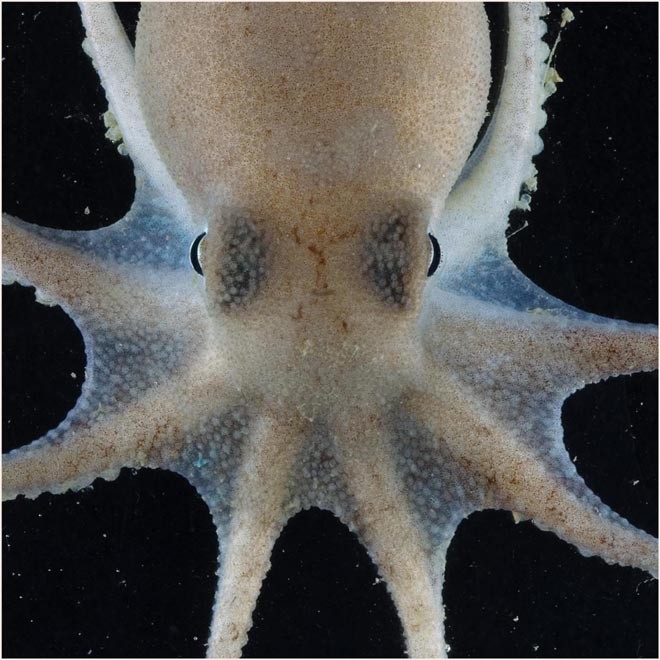 Octopus (probably Pareledone sp.). - Octopus seemed to be particularly common in the study area and were found in most trawls. They seem to have undergone a major recent radiation centered in Antarctica. © British Antarctic Survey http://www.antarctica.ac.uk