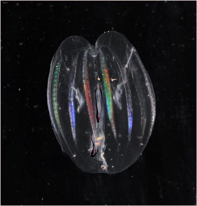 Comb Jelly, Mnemiopsis sp. - Jellies like this can be very abundant in Southern Ocean surface waters and it is widely suggested that they will be amongst the big winners in a higher CO2 world. © British Antarctic Survey http://www.antarctica.ac.uk