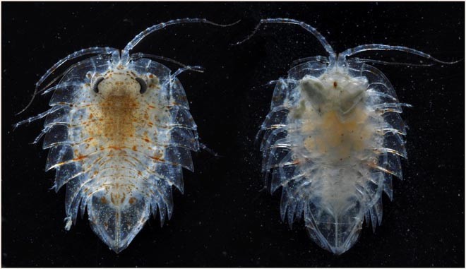 Isopod Crustacean, Serolid sp. - These animals (woodlice of the sea) appear as though they have been squashed and resemble fossil trilobites. This species is seen from above (left) and below (right) and is partly see-through.  © British Antarctic Survey http://www.antarctica.ac.uk