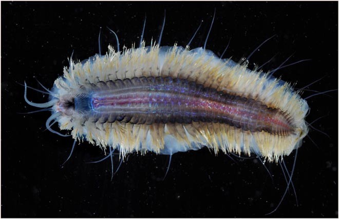 Scale Worm, Laetmonice sp. - Polychaete worms like this are often the most abundant large organisms particularly on this continental shelf (the warmest at 1c20C around Antarctica).  © British Antarctic Survey http://www.antarctica.ac.uk