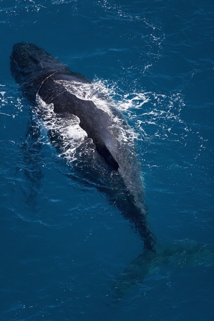 Audi Hamilton Island Race Week 2007 Humpback whale ©  Andrea Francolini / Audi http://www.afrancolini.com