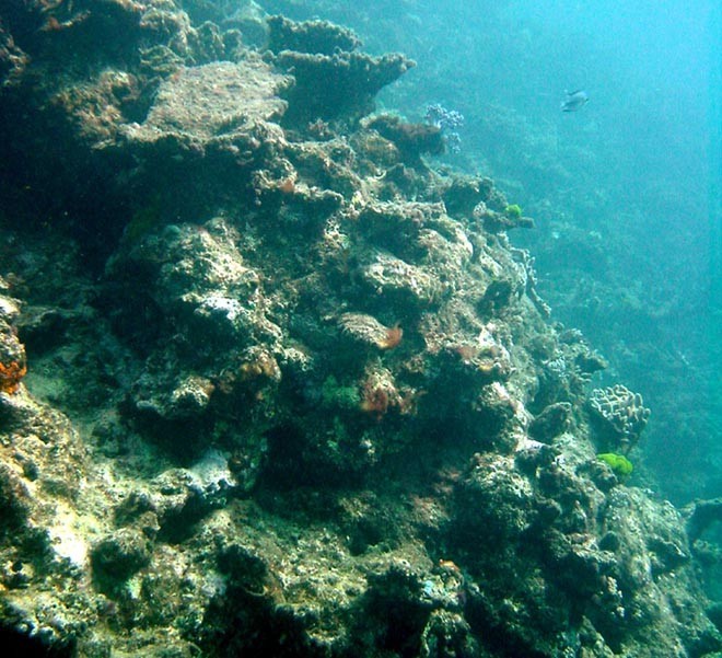 Dead corals on the Great Barrier Reef. No longer pristine even the GBR is under pressure © ARC Centre of Excellence Coral Reef Studies http://www.coralcoe.org.au/