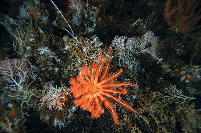 New Species discovered by the CSIRO’s Wealth from Oceans Flagship team off southern Tasmania ©  Copyright CSIRO Australia http://www.csiro.au