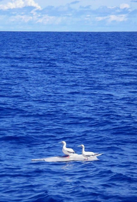 Hitching a ride - westernaustralia.com image - Clipper 07-08 © Clipper Ventures PLC . http://www.clipperroundtheworld.com