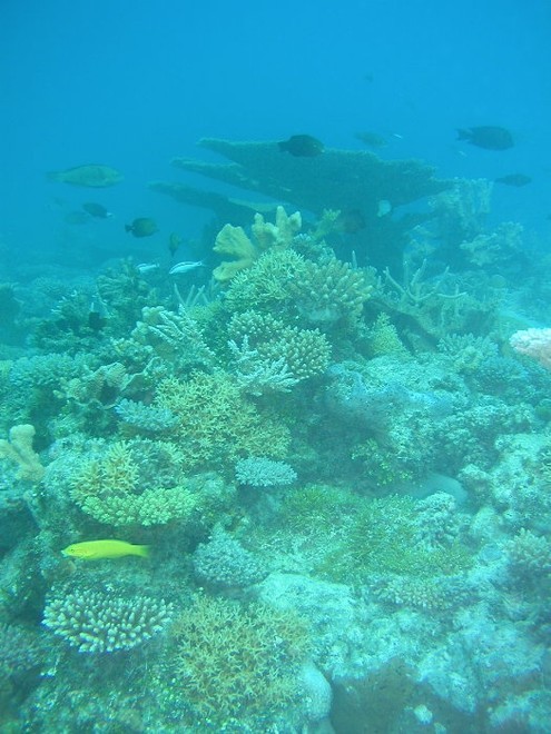 Lagoonal coral reef habitat at Bikini - ARC Centre of Excellence © ARC Centre of Excellence Coral Reef Studies http://www.coralcoe.org.au/