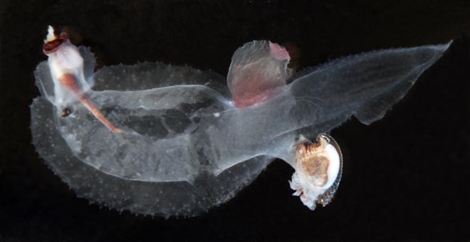 Heteropod (Carinaria lamarcki) Photo: copyright Oddgeir Alvheim - Indian Ocean seamount creatures © International Union for Conservation of Nature - IUCN http://www.iucn.org/