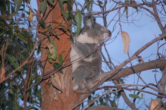 A randy Koala looking for a bit of what might take his fancy and that does not mean gum shoots either! - Contender Worlds 2010 © Contender Worlds 2010 http://www.contenderworlds2010.com