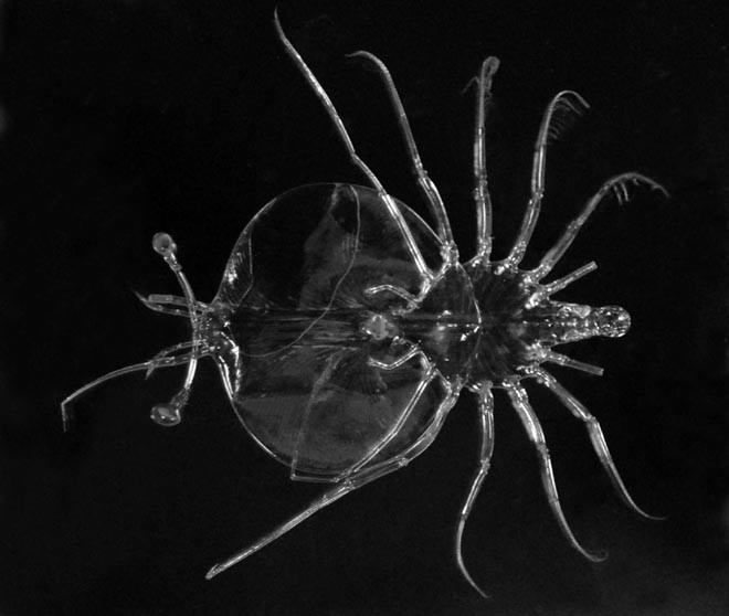 Lobster larva (phyllosoma) Photo: copyright Oddgeir Alvheim - Indian Ocean seamount creatures © International Union for Conservation of Nature - IUCN http://www.iucn.org/