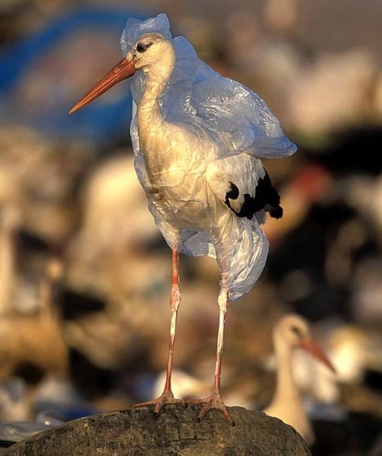 This bird cannot get rid of the plastic bag - Save our Seas - SOS  © Save Our Seas - Ocean Racing http://www.sosoceanracing.com/