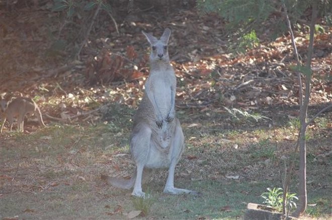 A rare sight, even for the locals. A female Roo with baby Joey hidden in pouch.t - Contender Worlds 2010 © Contender Worlds 2010 http://www.contenderworlds2010.com