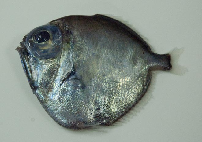 Silver spinyfin (Diretmus argenteus) Photo: copyright Sarah Gotheil - Indian Ocean seamount creatures © International Union for Conservation of Nature - IUCN http://www.iucn.org/