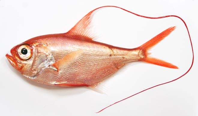 Splendid alfonsino (Beryx splendens) Photo: copyright Oddgeir Alvheim - Indian Ocean seamount creatures © International Union for Conservation of Nature - IUCN http://www.iucn.org/