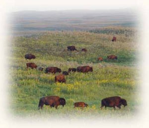Bison ranch © SW