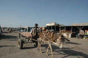 Donkey boy Suakin © SW
