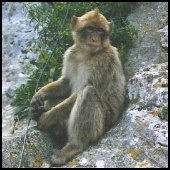 Gibraltar the Apes Den © SW