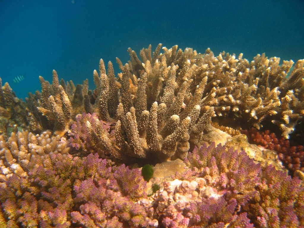 Healthy coral - OceansWatch photo copyright Rachel Agnew taken at  and featuring the  class