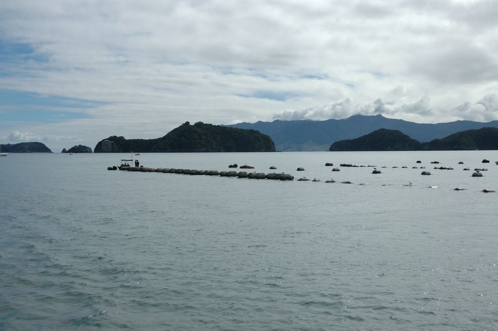 Mussel farm on the prime cruising ground off the Coromandel coast - © Christine Hansen