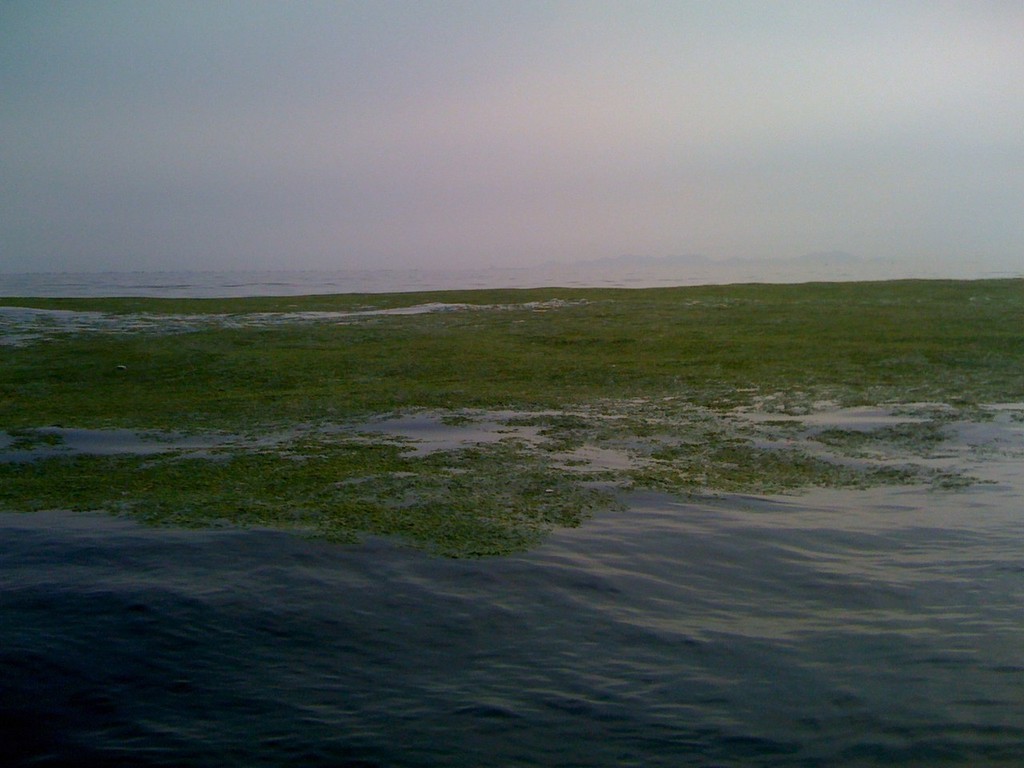 Weed islands off Qingdao,  July 2008 © Dan Slater