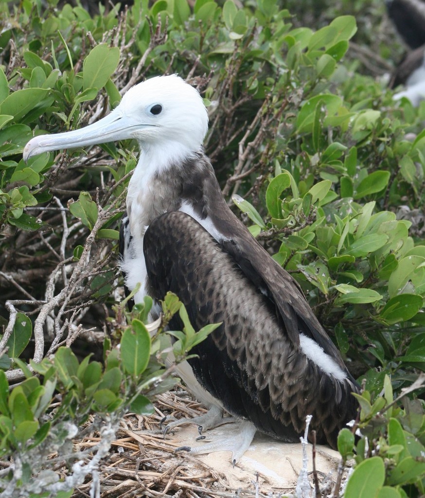 Juvenile Magnificent Frigatebird.JPG photo copyright SW taken at  and featuring the  class