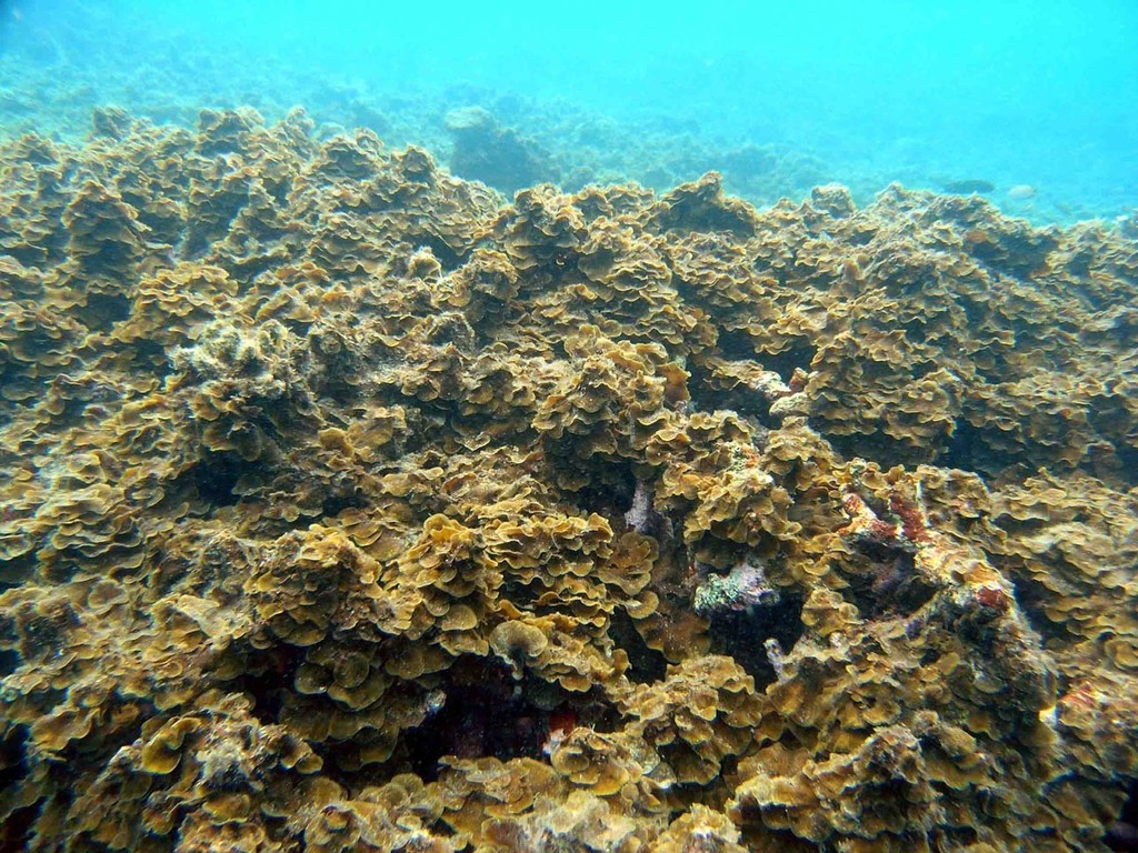 Algal Overgrowth photo copyright ARC Centre of Excellence Coral Reef Studies http://www.coralcoe.org.au/ taken at  and featuring the  class