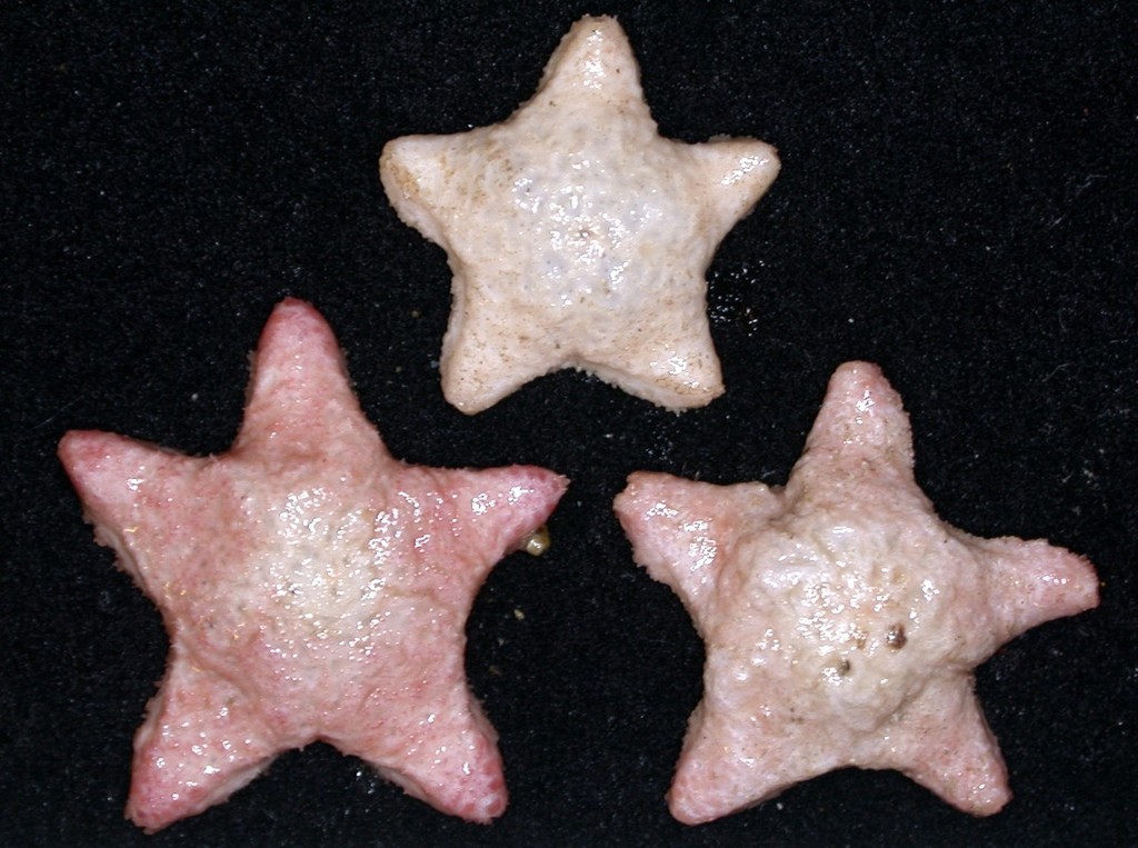 New Species discovered by the CSIRO’s Wealth from Oceans Flagship team off southern Tasmania ©  Copyright CSIRO Australia http://www.csiro.au