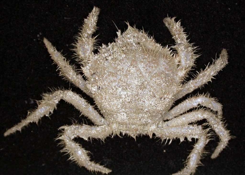 New Species discovered by the CSIRO’s Wealth from Oceans Flagship team off southern Tasmania ©  Copyright CSIRO Australia http://www.csiro.au