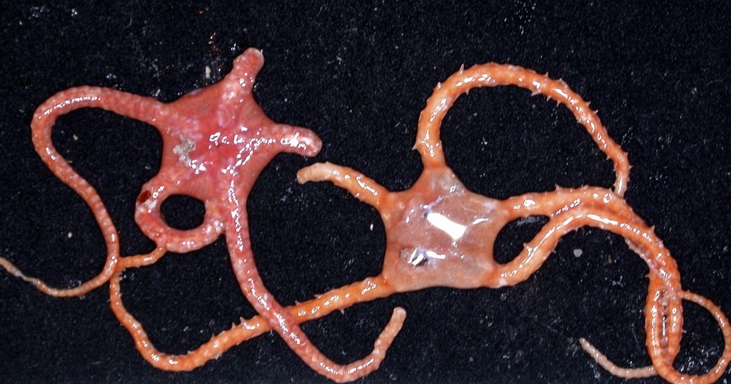 New Species discovered by the CSIRO’s Wealth from Oceans Flagship team off southern Tasmania ©  Copyright CSIRO Australia http://www.csiro.au